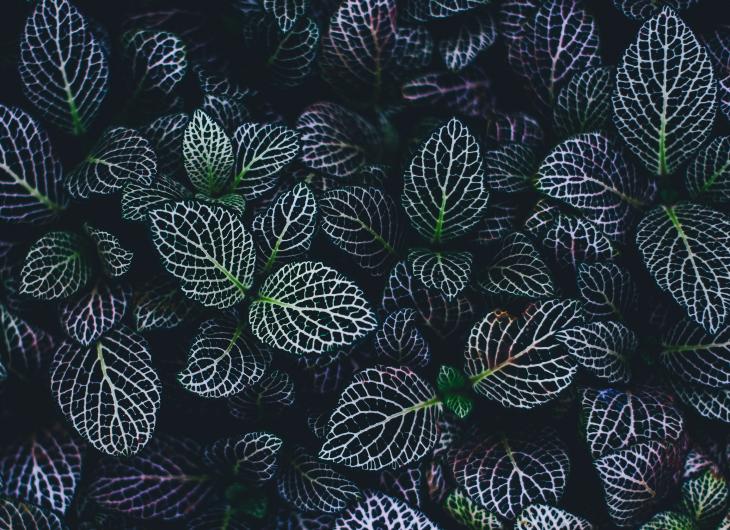 Foto: Unsplash Foto: Unsplash