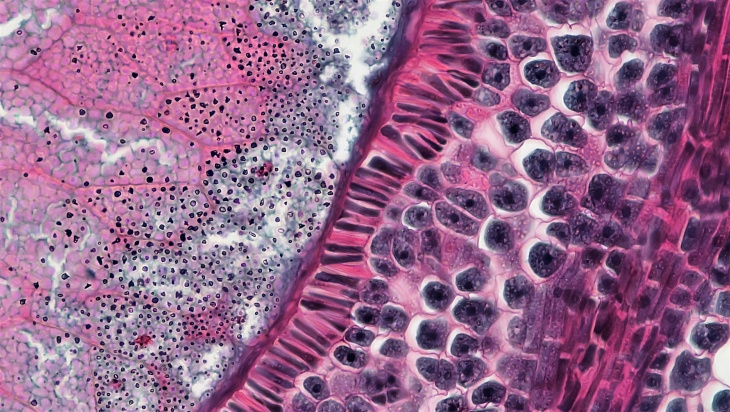 Attraverso un microscopio con Velia Siciliano
