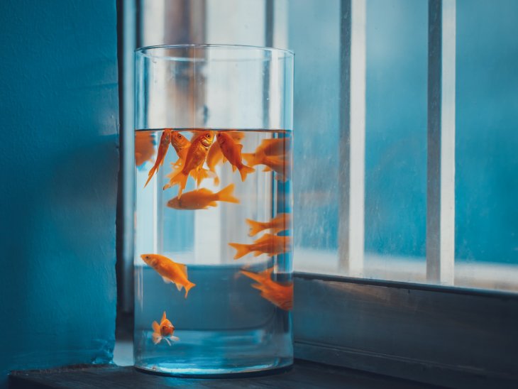 Foto: Unsplash/ Saeed Soltankhah
