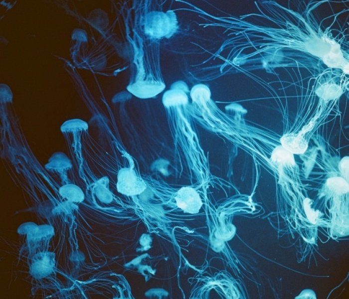 IoT Undwerwater