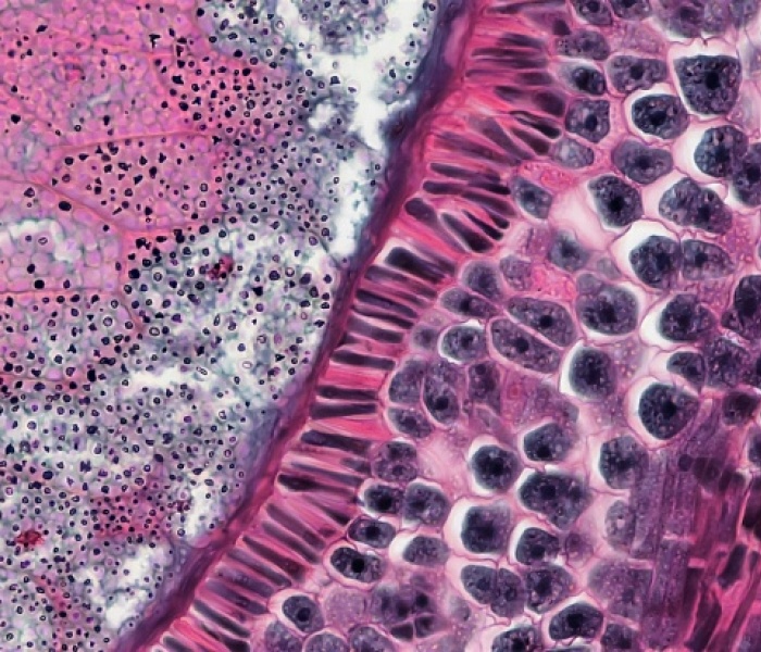 Attraverso un microscopio con Velia Siciliano