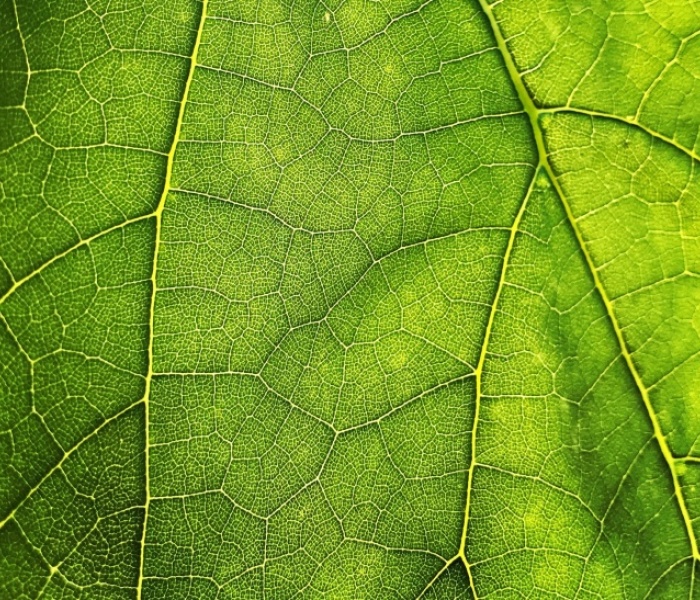Foto: Unsplash/Maros Misove Foto: Unsplash/Maros Misove