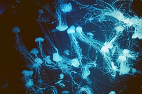 IoT Undwerwater