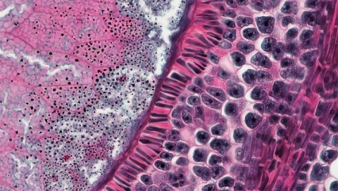 Attraverso un microscopio con Velia Siciliano